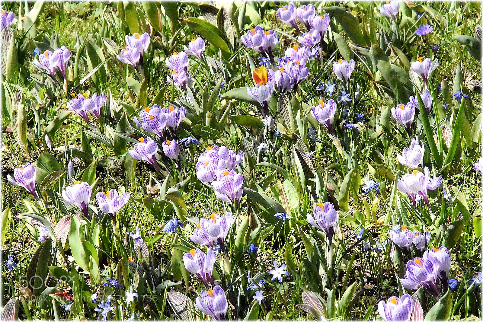 Nikon D7200 sample photo. "printemps;krokusse" photography