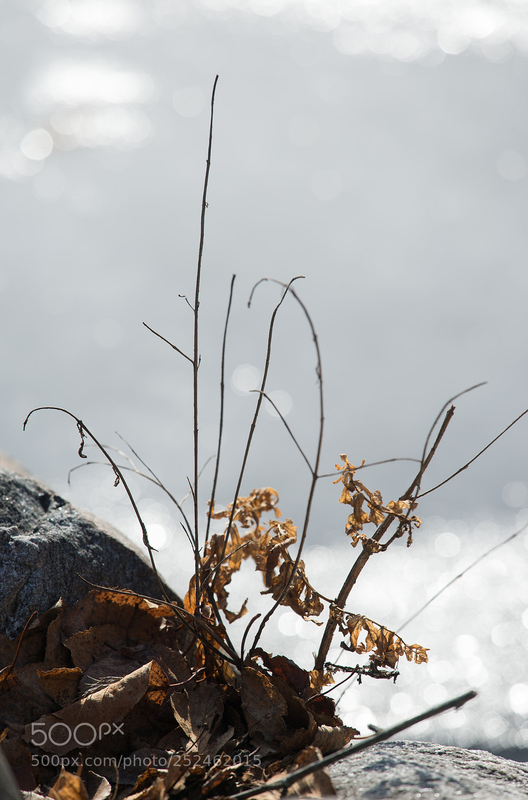 Nikon Df sample photo. Waiting for spring photography
