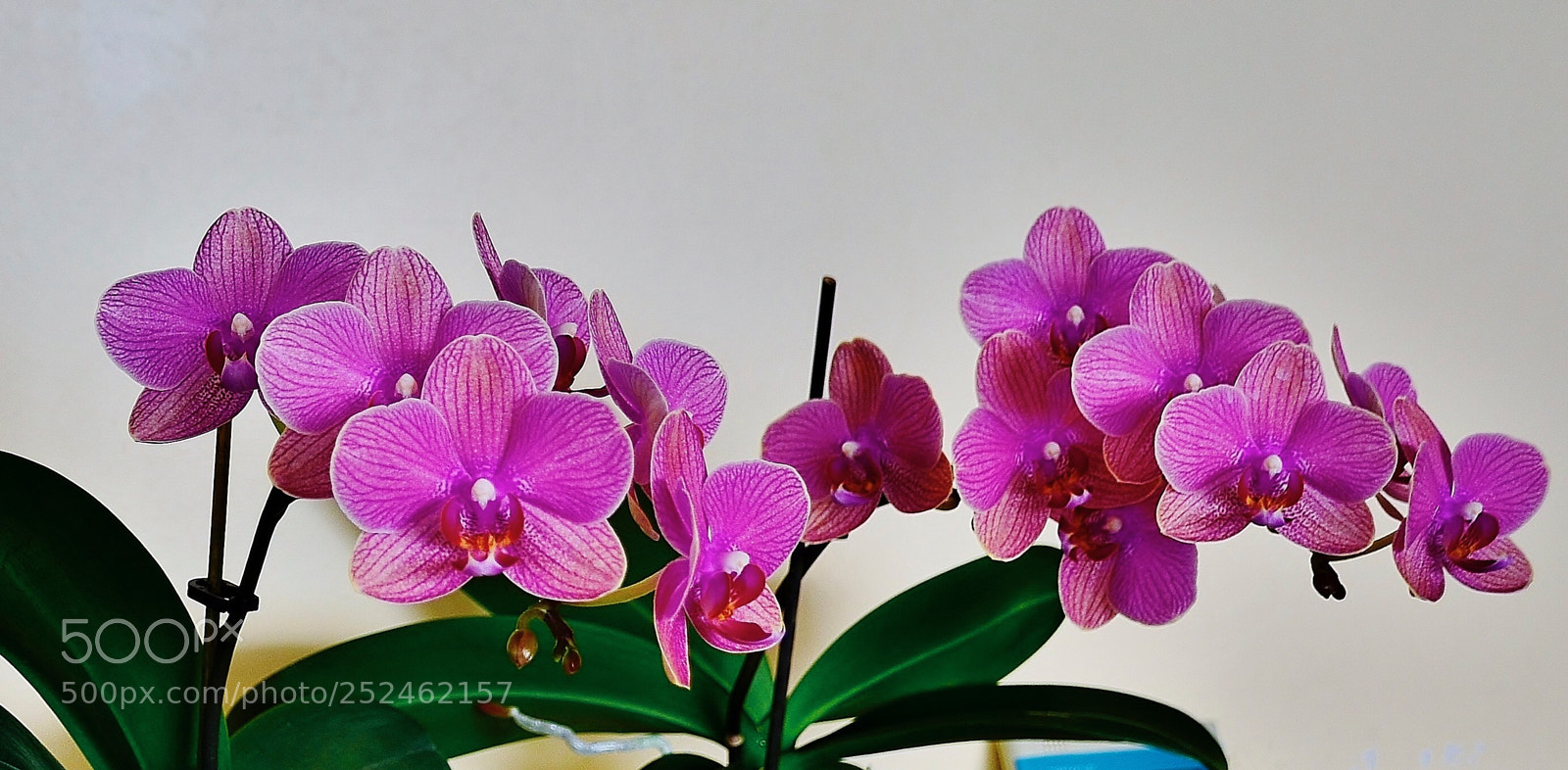 Nikon D7000 sample photo. Orchide photography