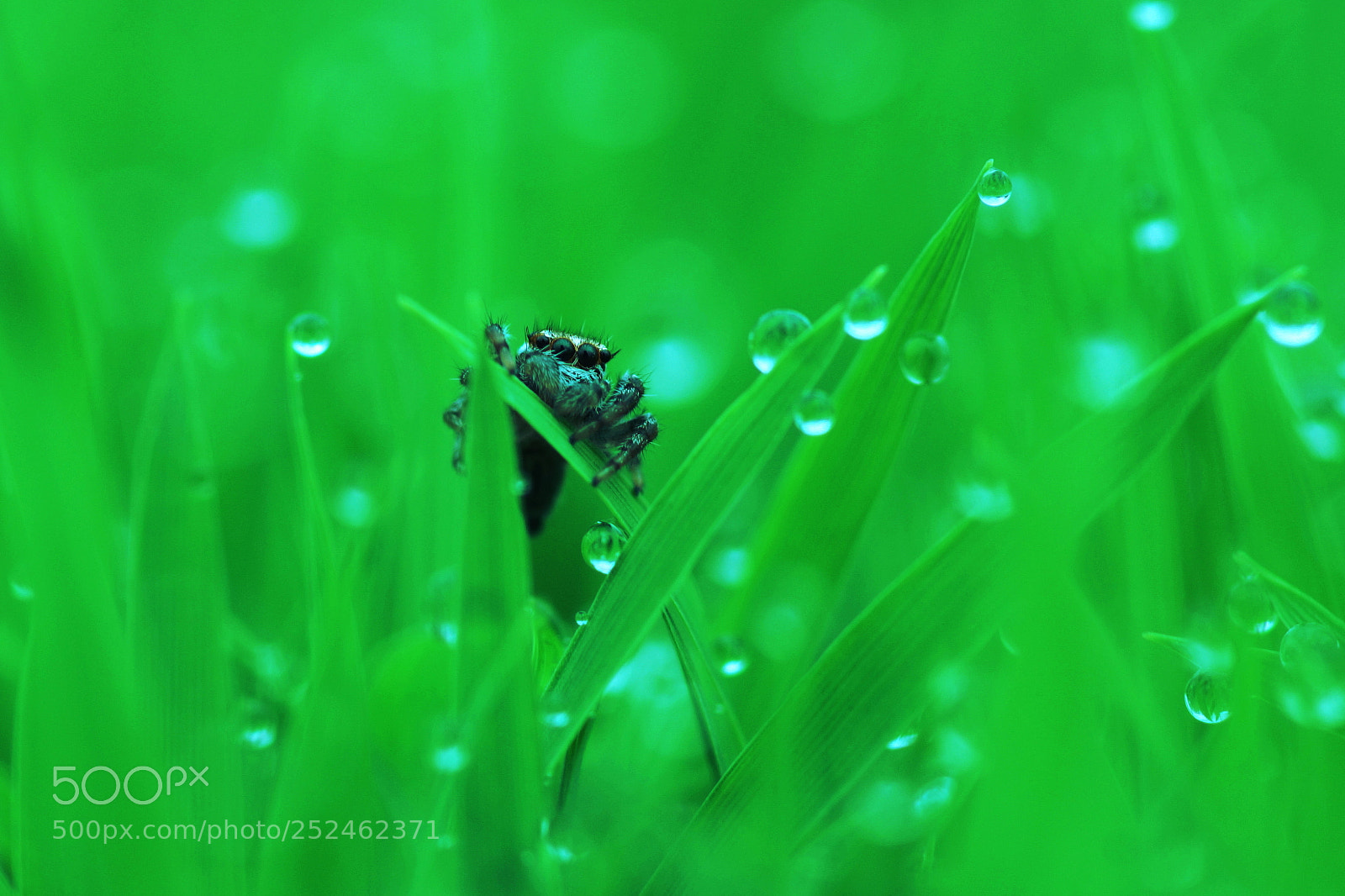 Sony SLT-A77 sample photo. (jumping spider) photography