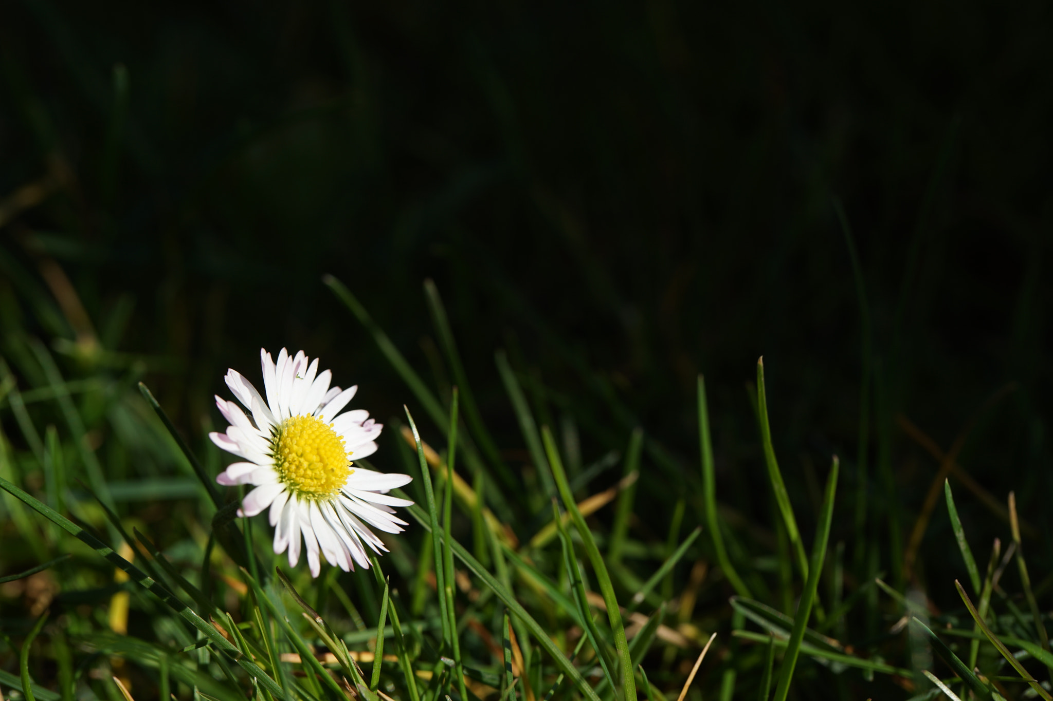 Sony a7 II + Sony FE 70-200mm F2.8 GM OSS sample photo. Flower photography