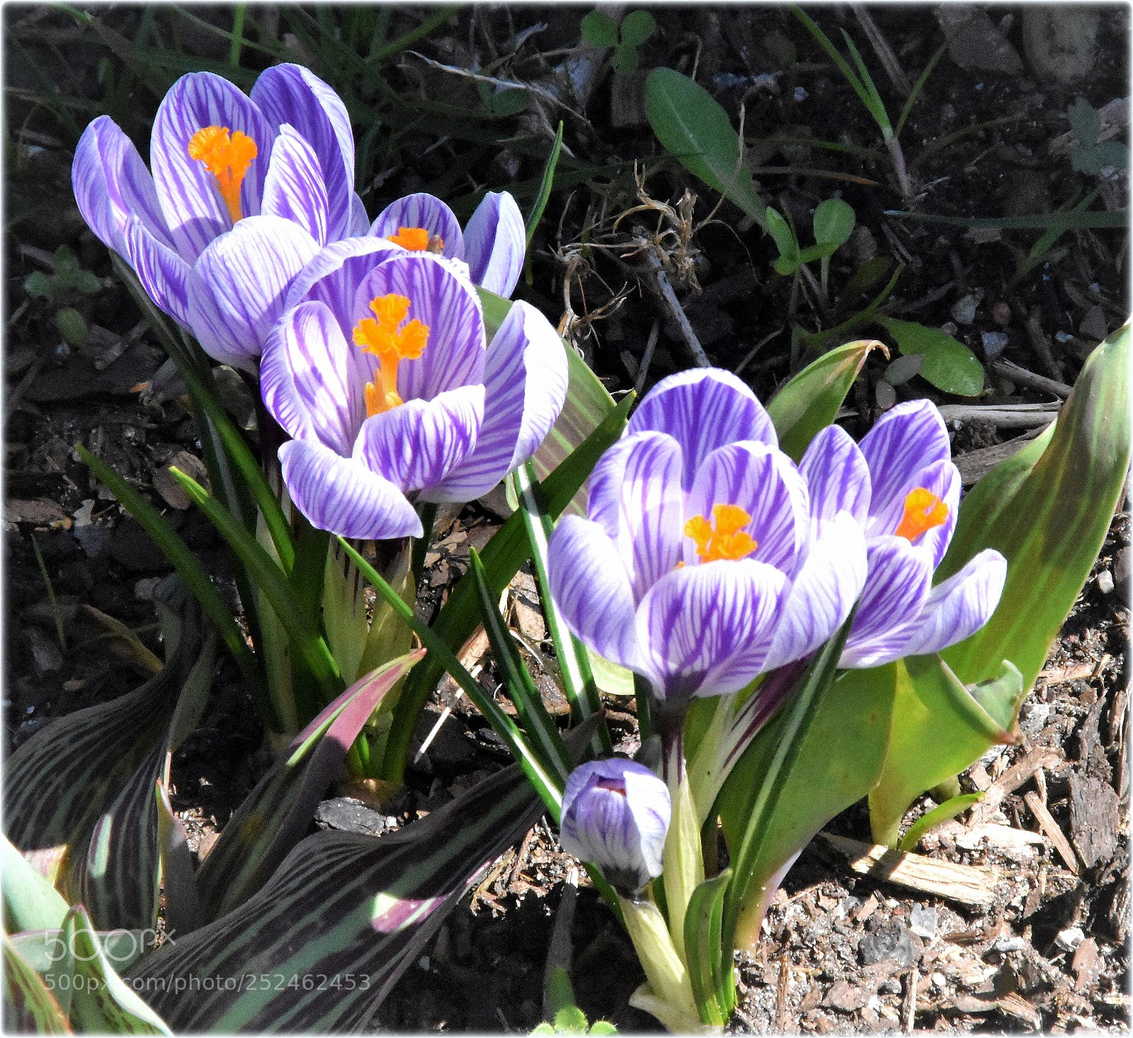 Nikon D7200 sample photo. "krokuss" photography