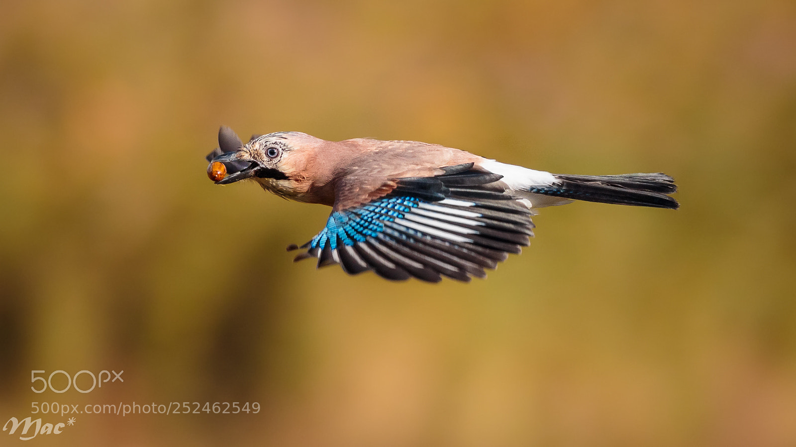 Canon EOS 7D Mark II sample photo. Eurasian jay in flight photography