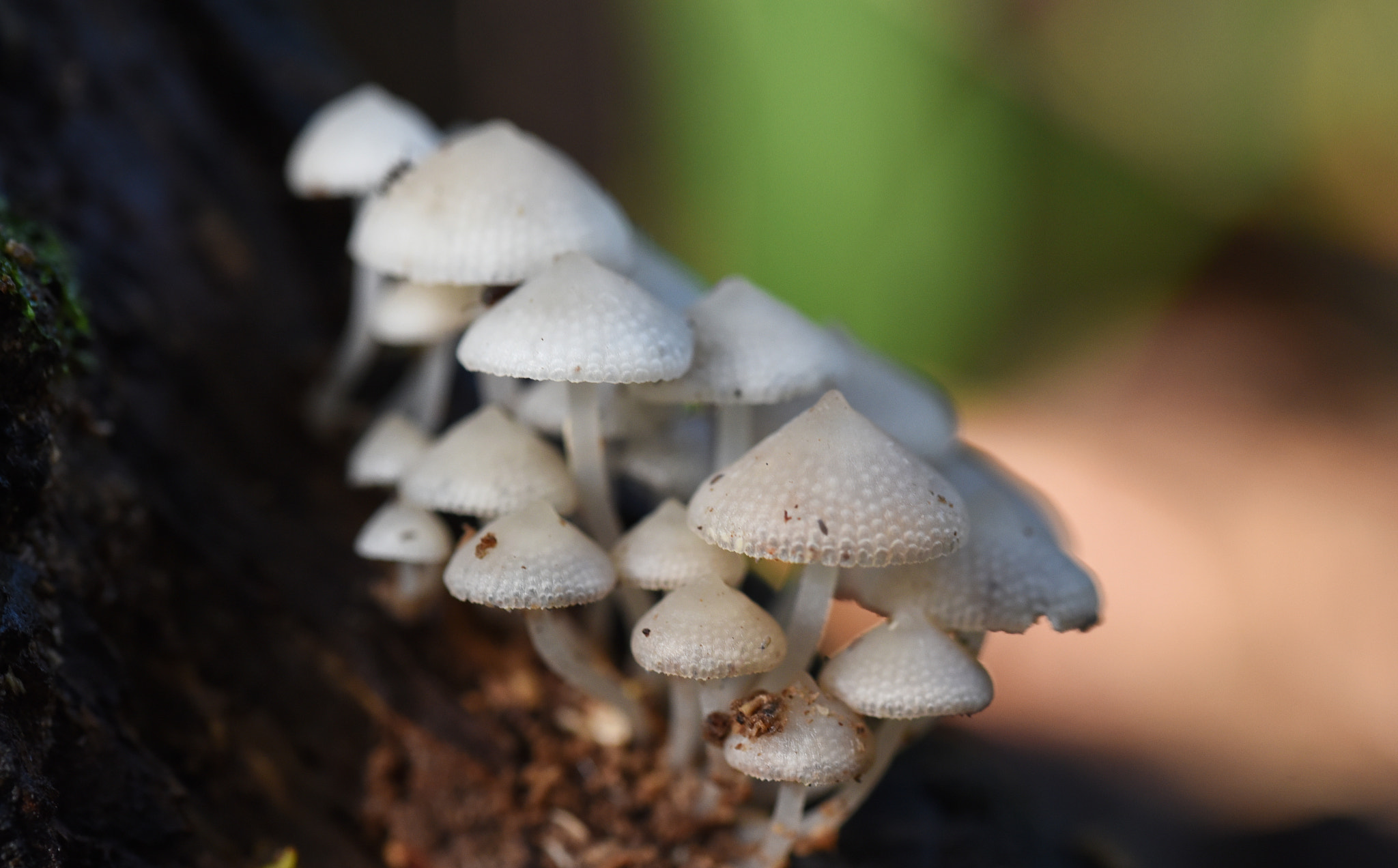 Nikon D750 + Sigma 105mm F2.8 EX DG OS HSM sample photo. Mushroom photography