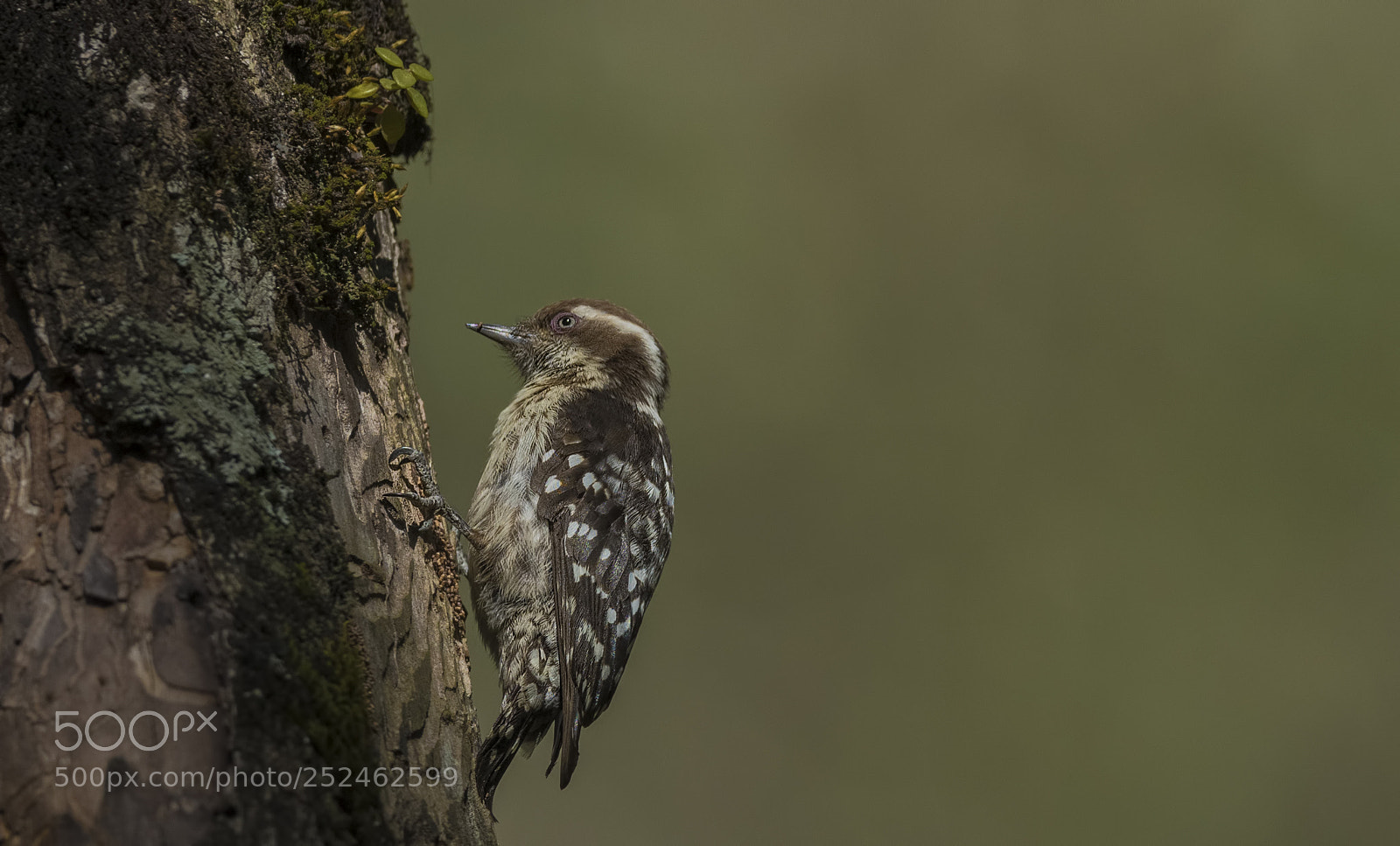 Nikon D850 sample photo. Brown capped pygmy woodpecker photography