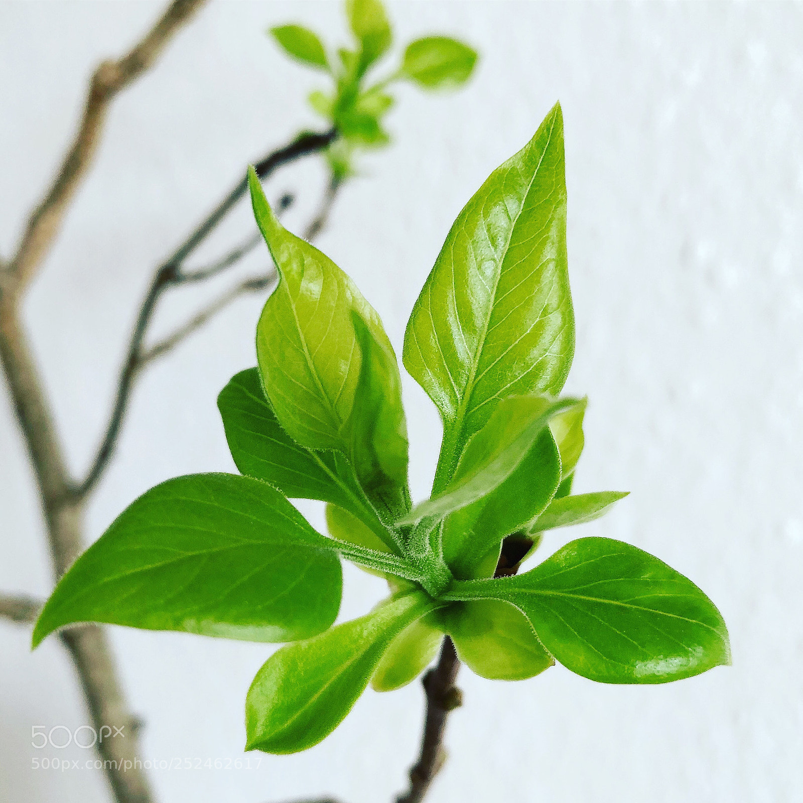 Apple iPhone 8 Plus sample photo. Spring green leafs photography