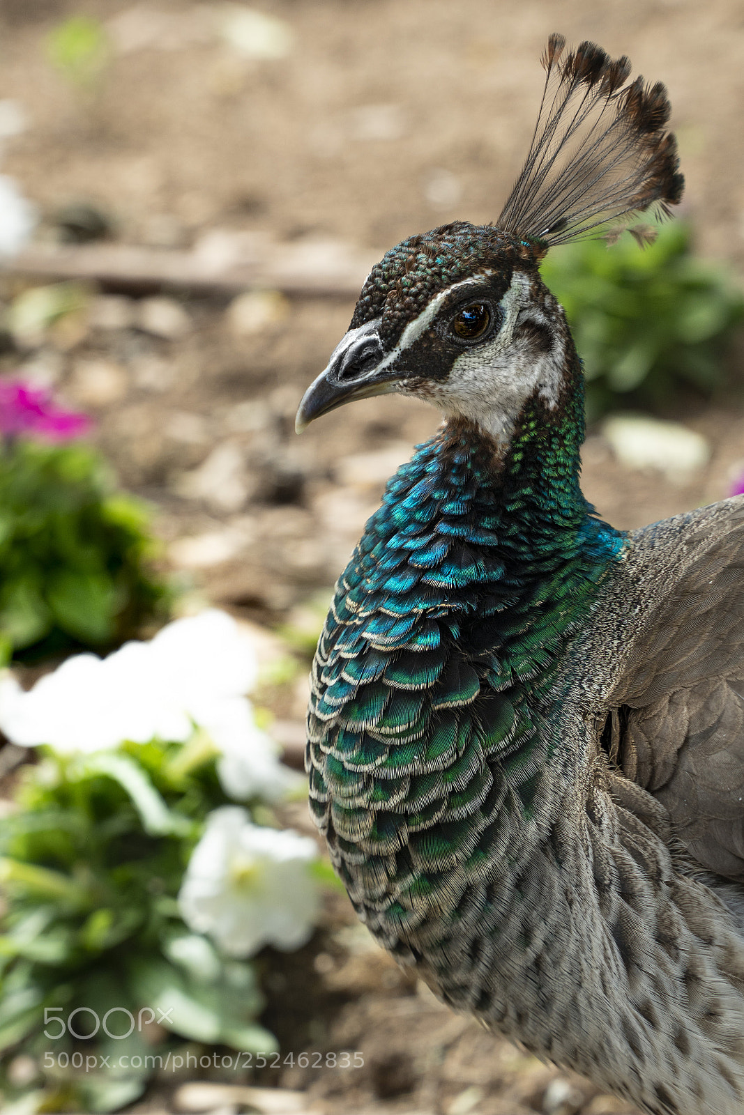 Sony a6500 sample photo. Peahen at san anton photography