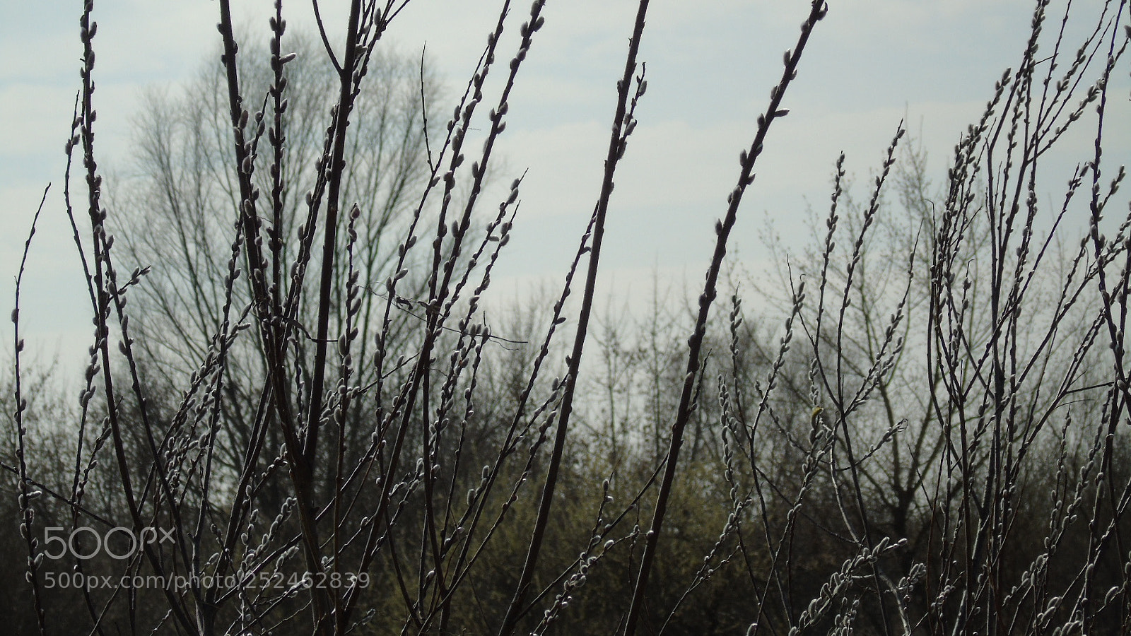 Sony Cyber-shot DSC-H400 sample photo. Untitled photography