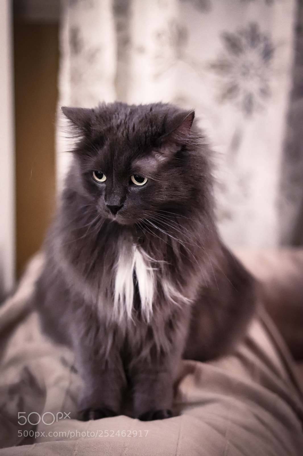Canon EOS 77D (EOS 9000D / EOS 770D) sample photo. My friend's cat photography