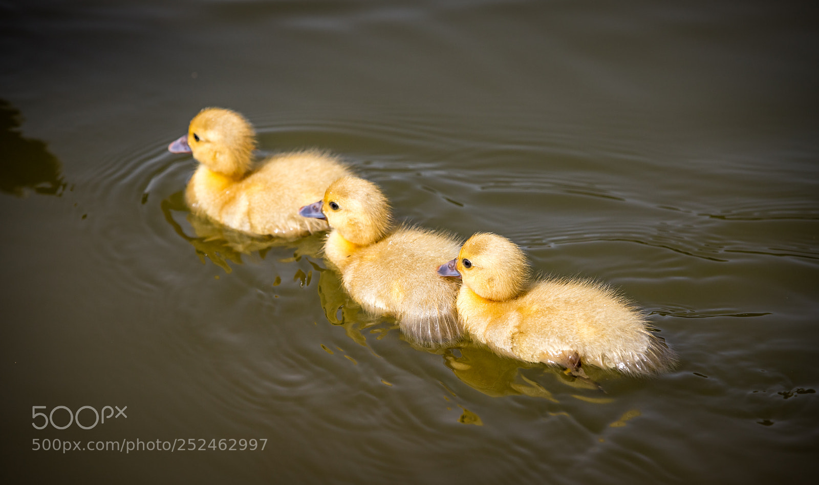 Canon EOS 6D Mark II sample photo. Three of a kind photography