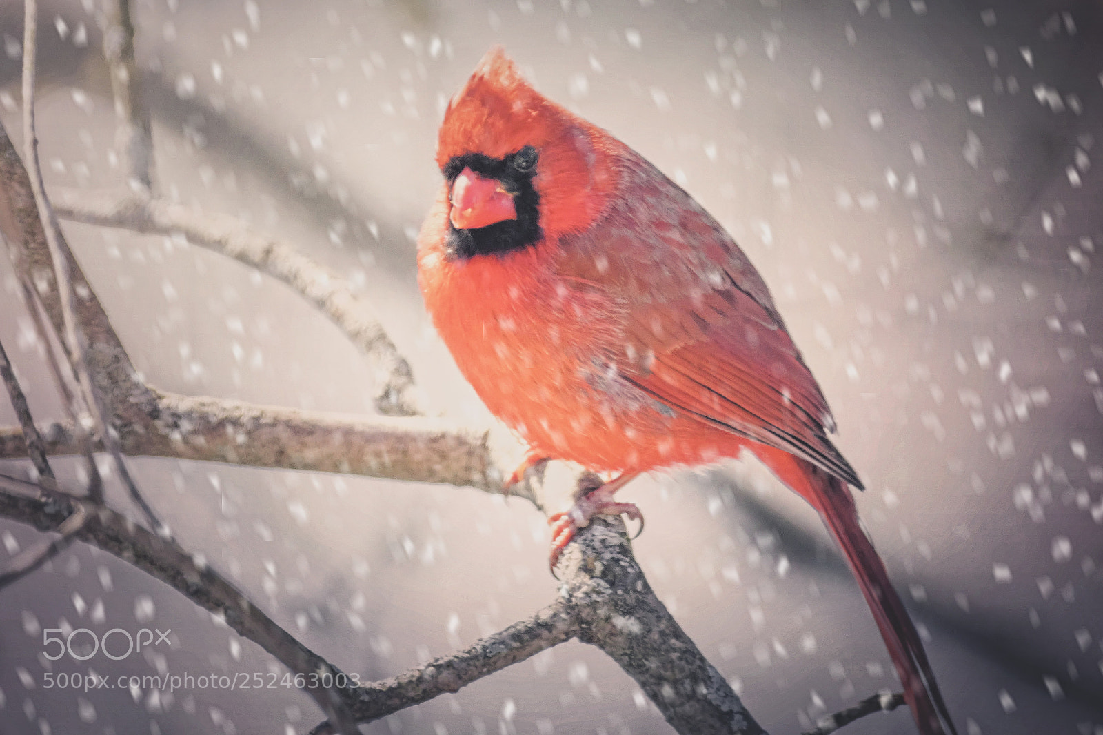 Canon EOS 7D Mark II sample photo. Snow cardinal photography