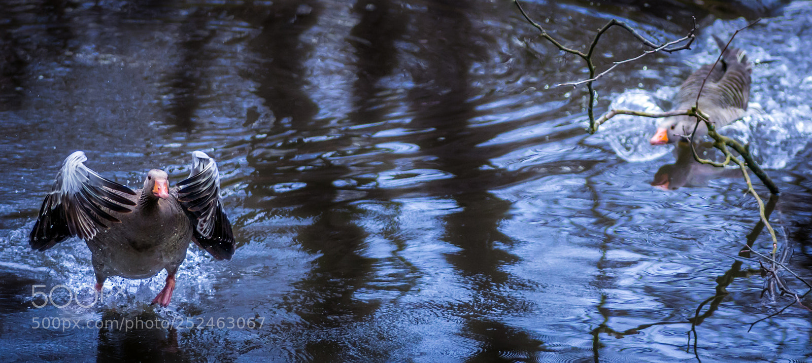 Sony a6300 sample photo. Action goose photography