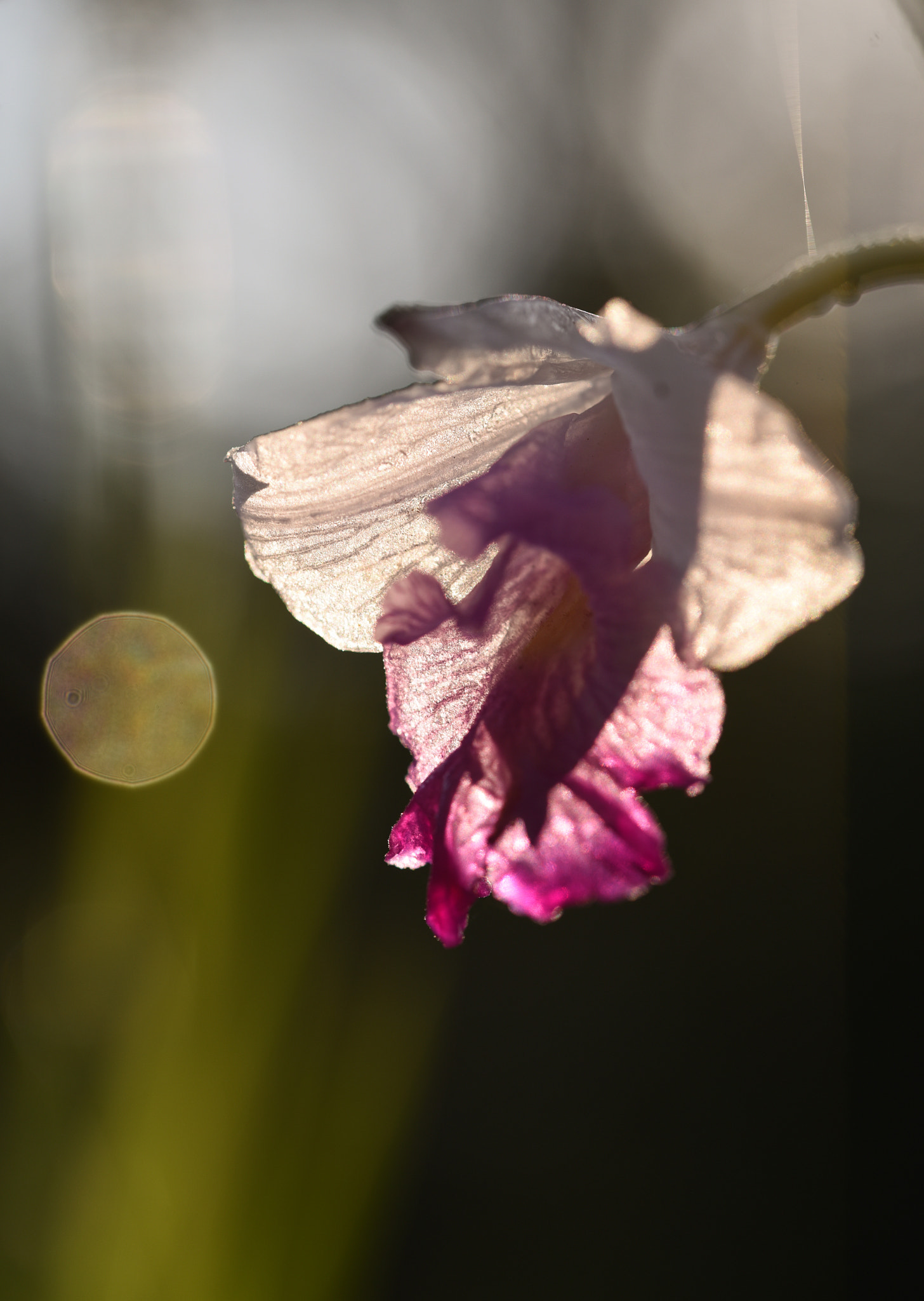 Sigma 105mm F2.8 EX DG OS HSM sample photo