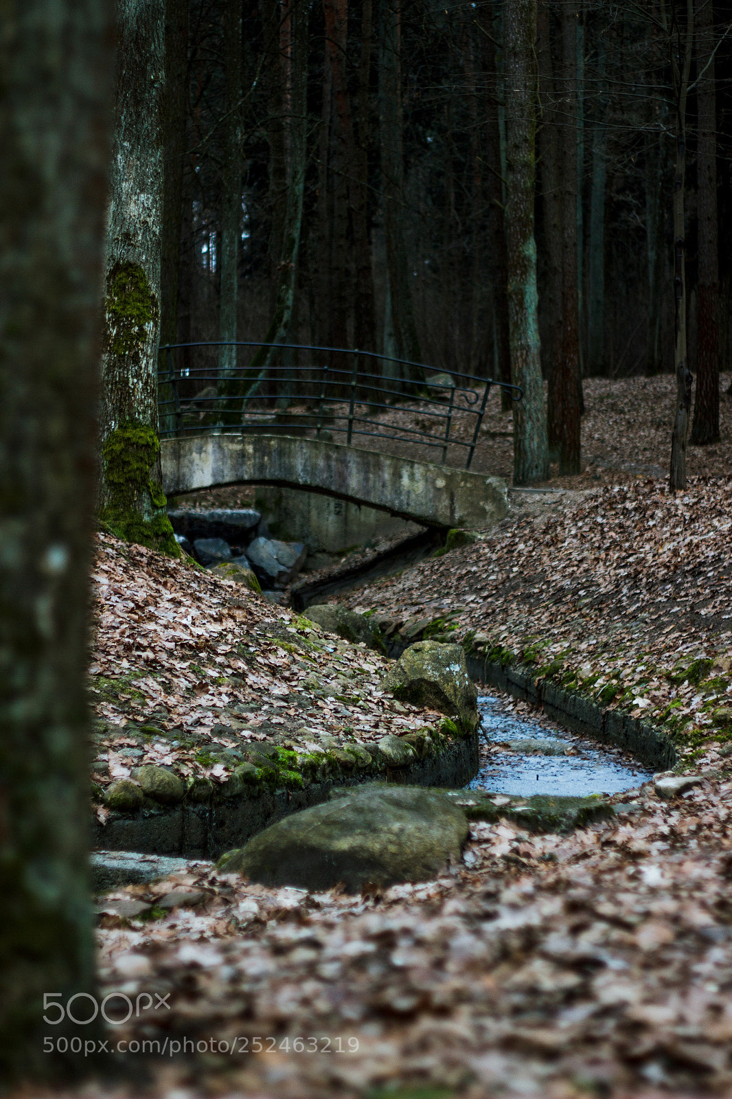 Canon EOS 600D (Rebel EOS T3i / EOS Kiss X5) sample photo. Different winter photography