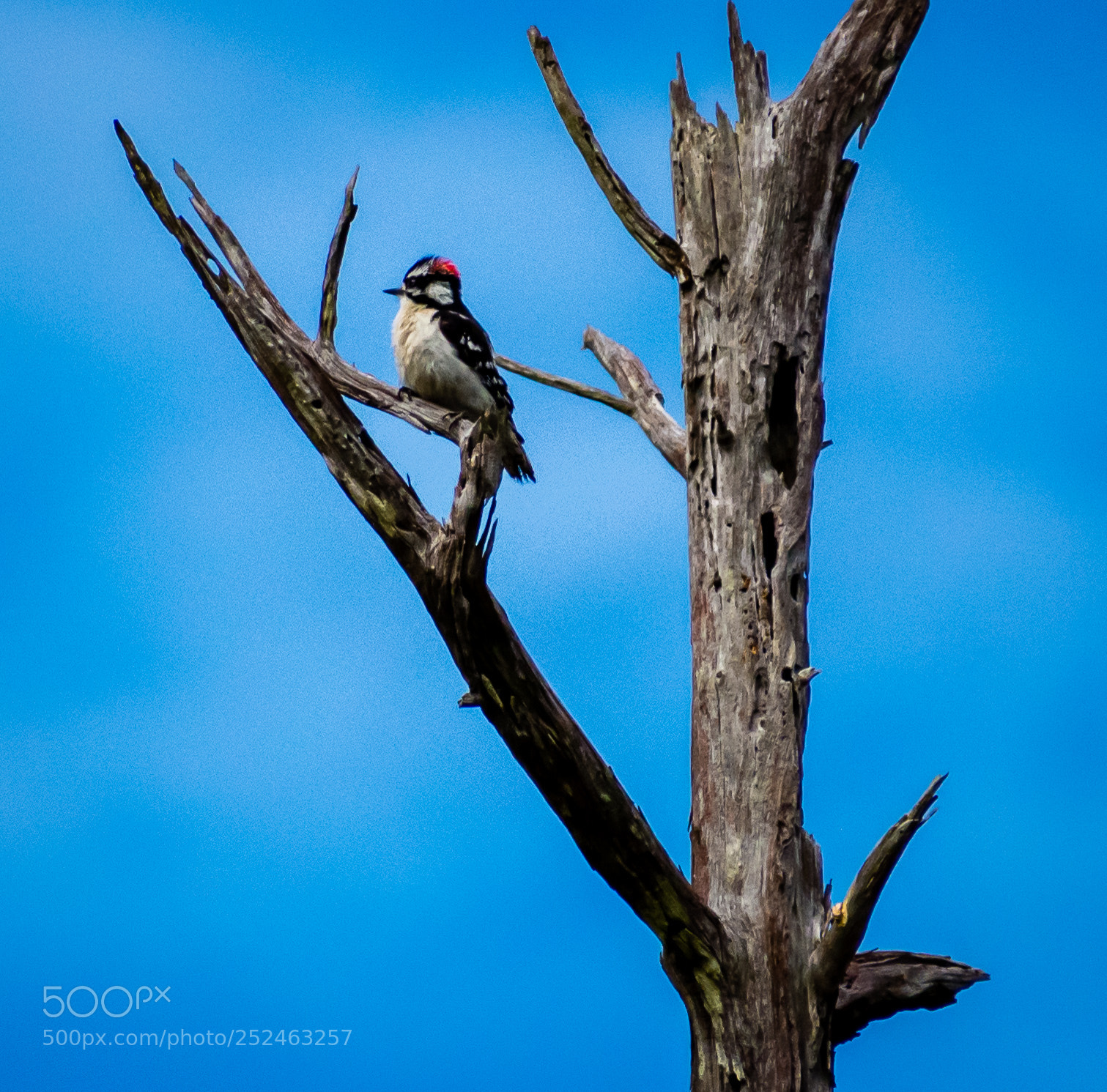 Nikon D7200 sample photo. Red cockaded woodpecker photography