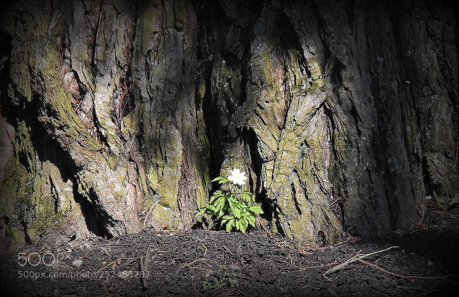 Nikon D7200 sample photo. "my special-place" photography