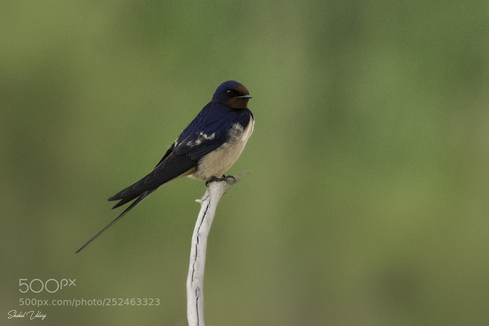 Nikon D500 sample photo. Barn swallow photography