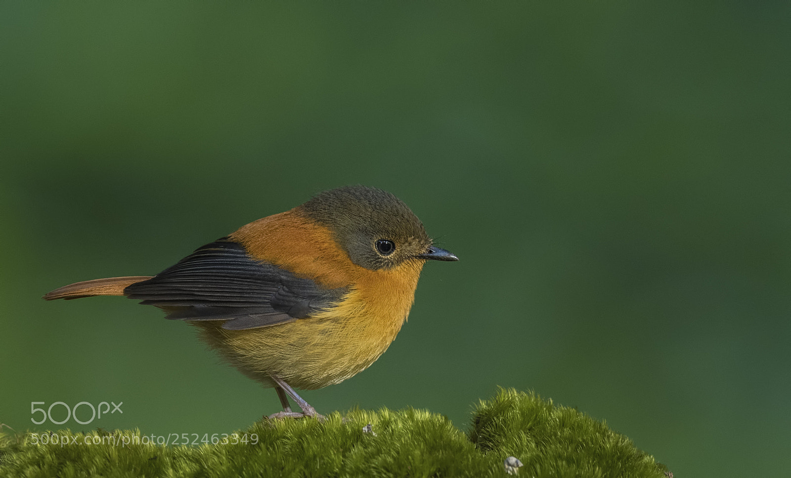 Nikon D850 sample photo. Black and orange flycatcher photography