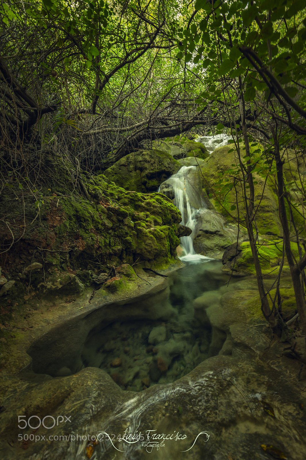 Nikon D850 sample photo. Nature on city photography