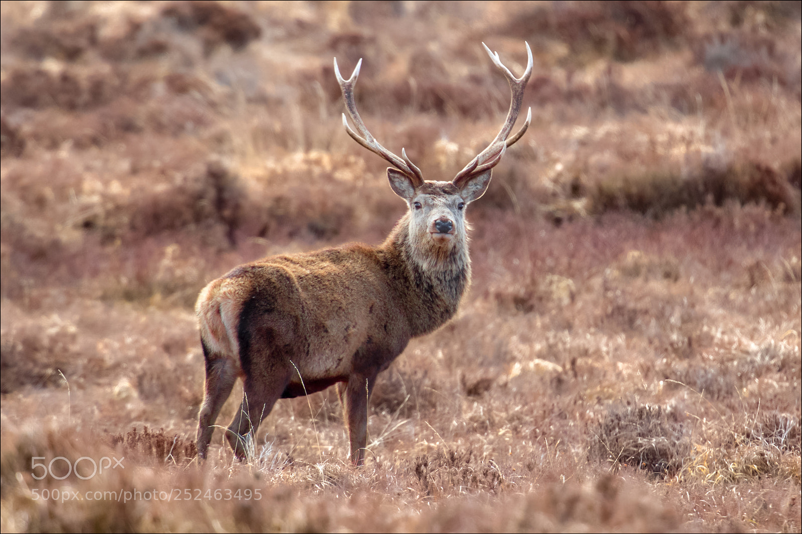 Canon EOS-1D X Mark II sample photo. Red deer stag photography