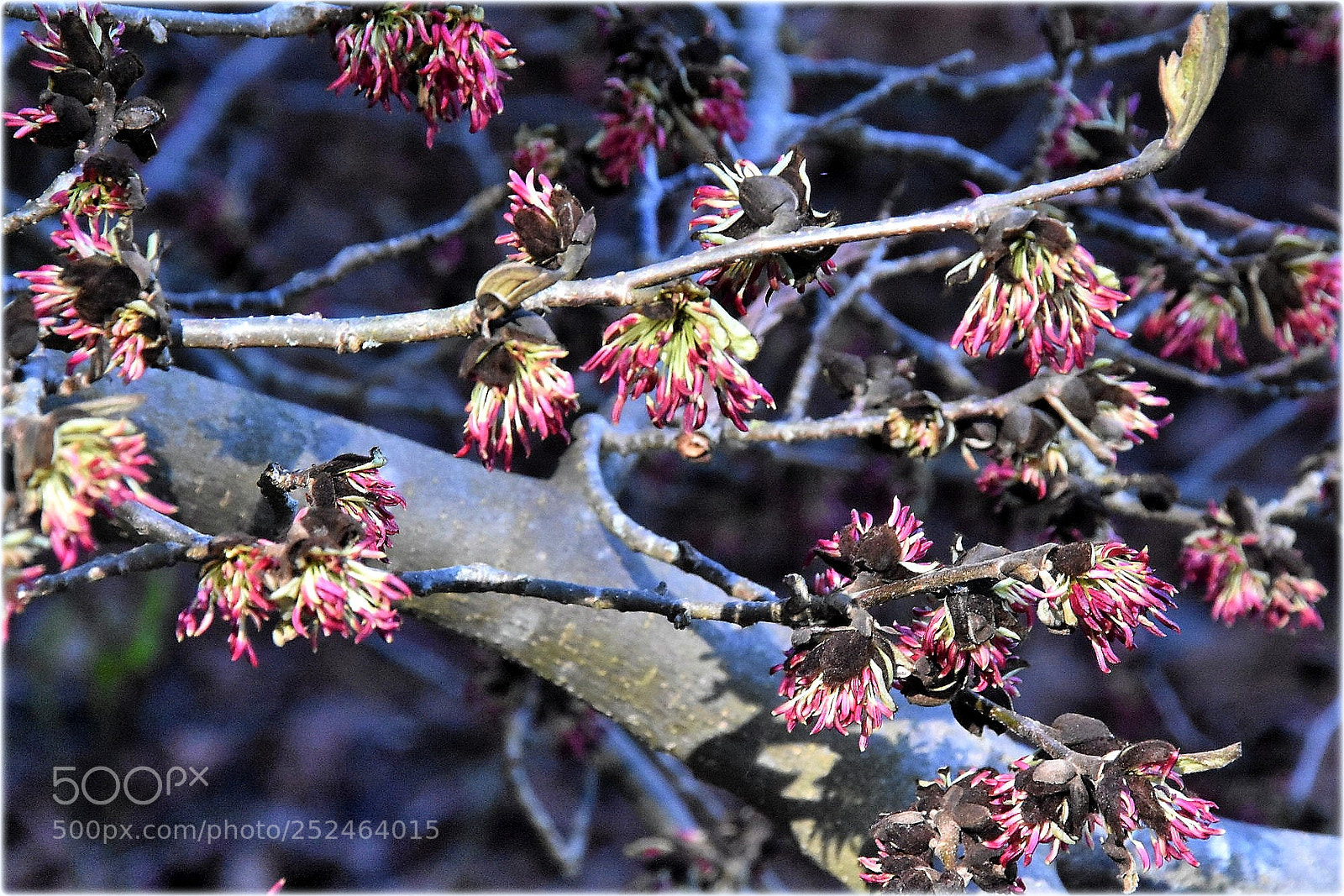 Nikon D7200 sample photo. "printemps" photography