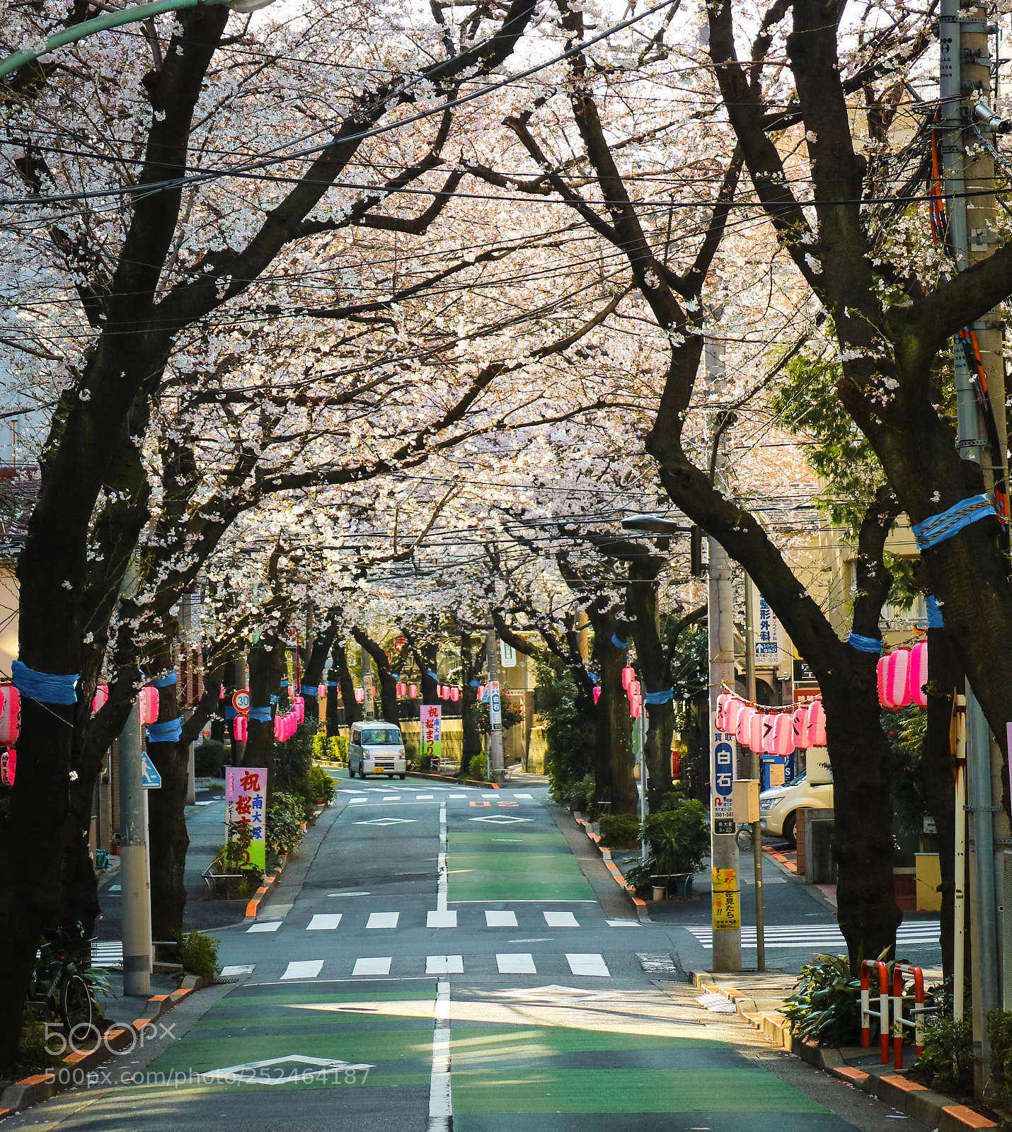 Canon EOS M3 sample photo. Cherry trees in the photography