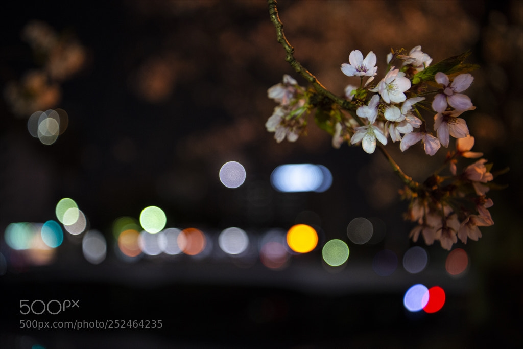 Nikon D800 sample photo. Cherry at night：夜桜 photography