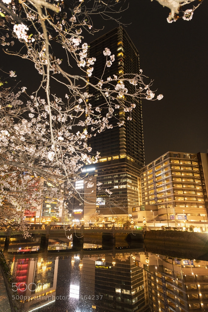 Nikon D800 sample photo. Cherry at night：夜桜 photography