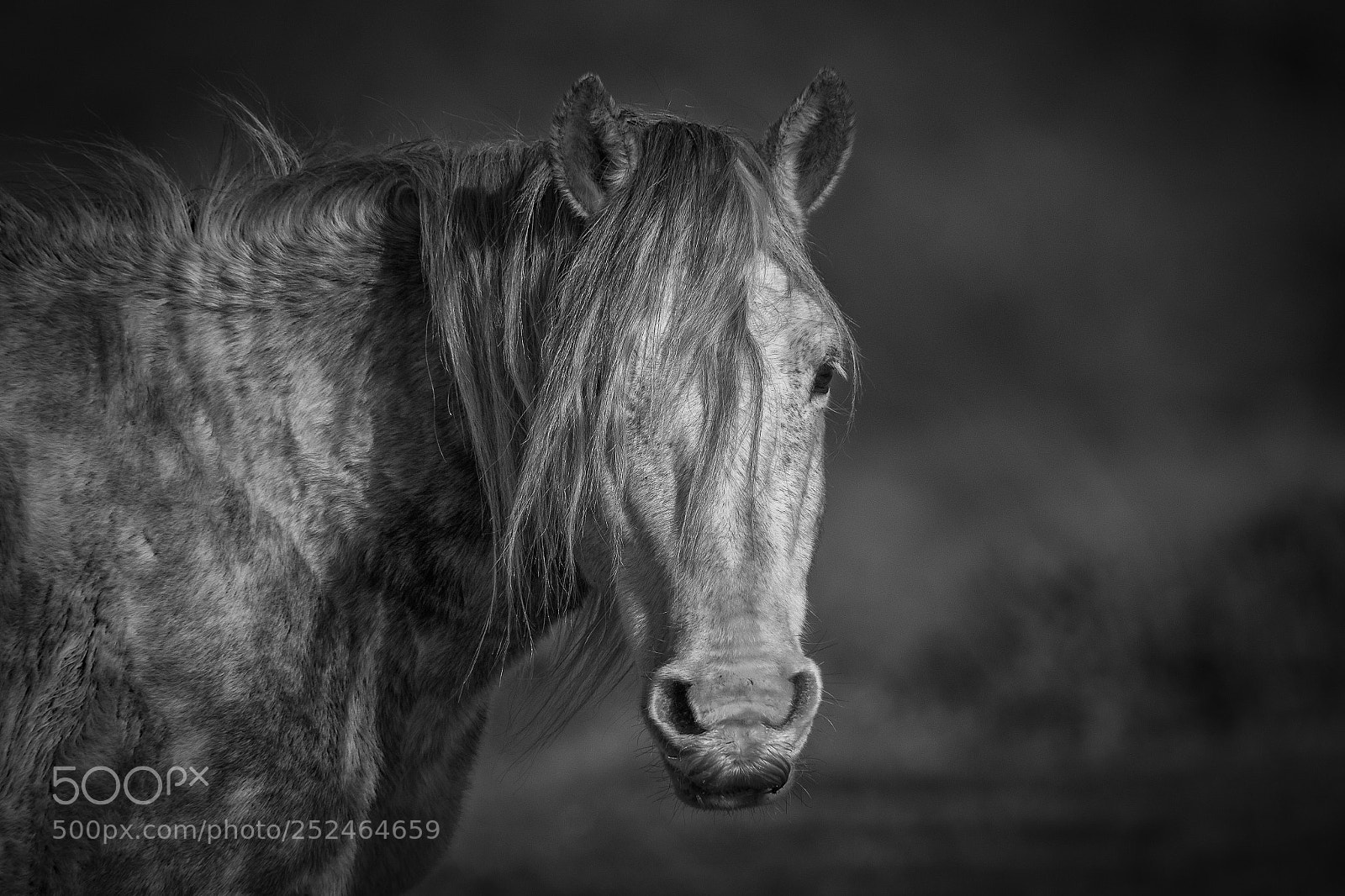 Canon EOS-1D Mark IV sample photo. Horse portrait photography