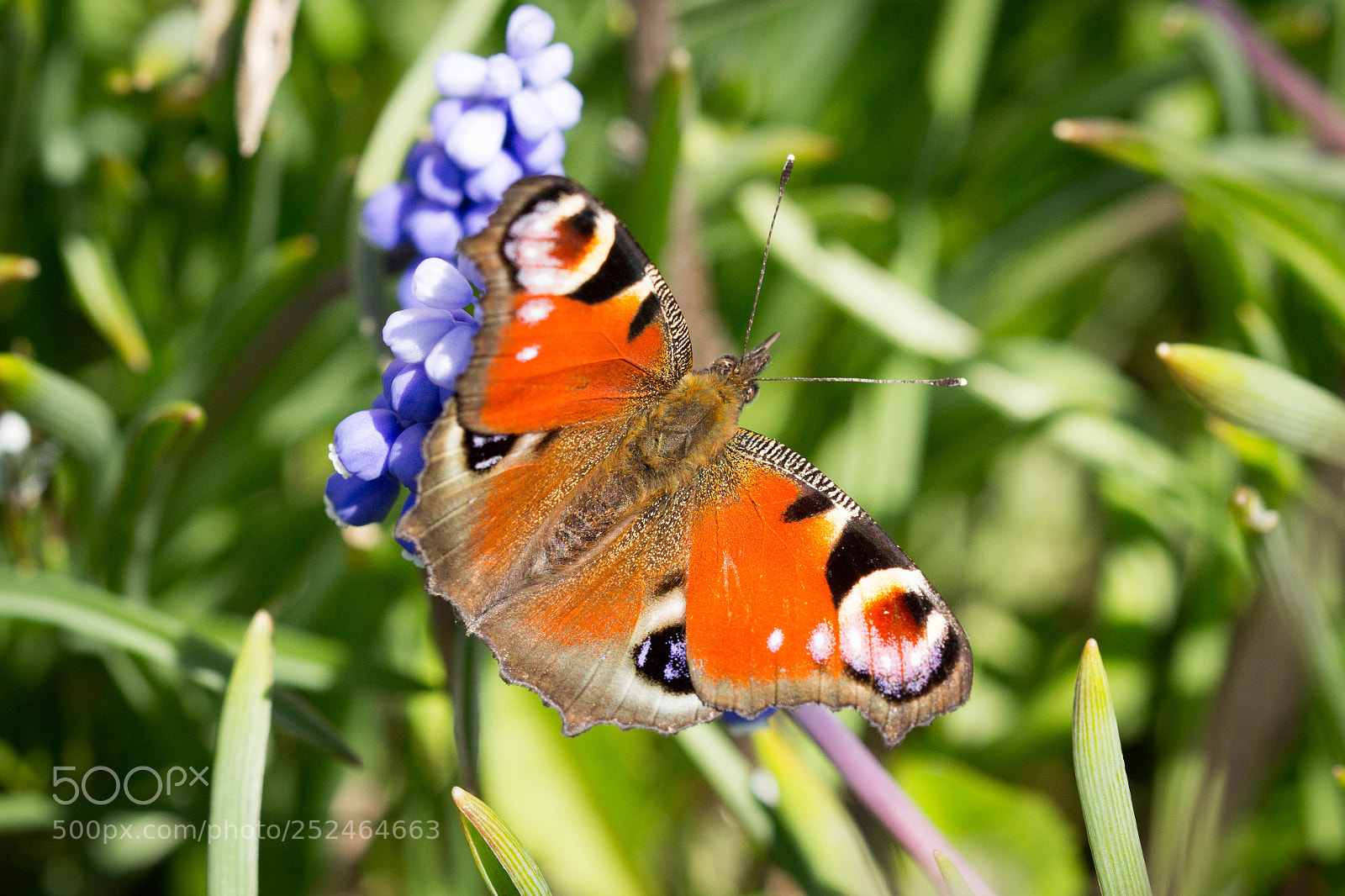 Canon EOS 60D sample photo. Schmetterling photography