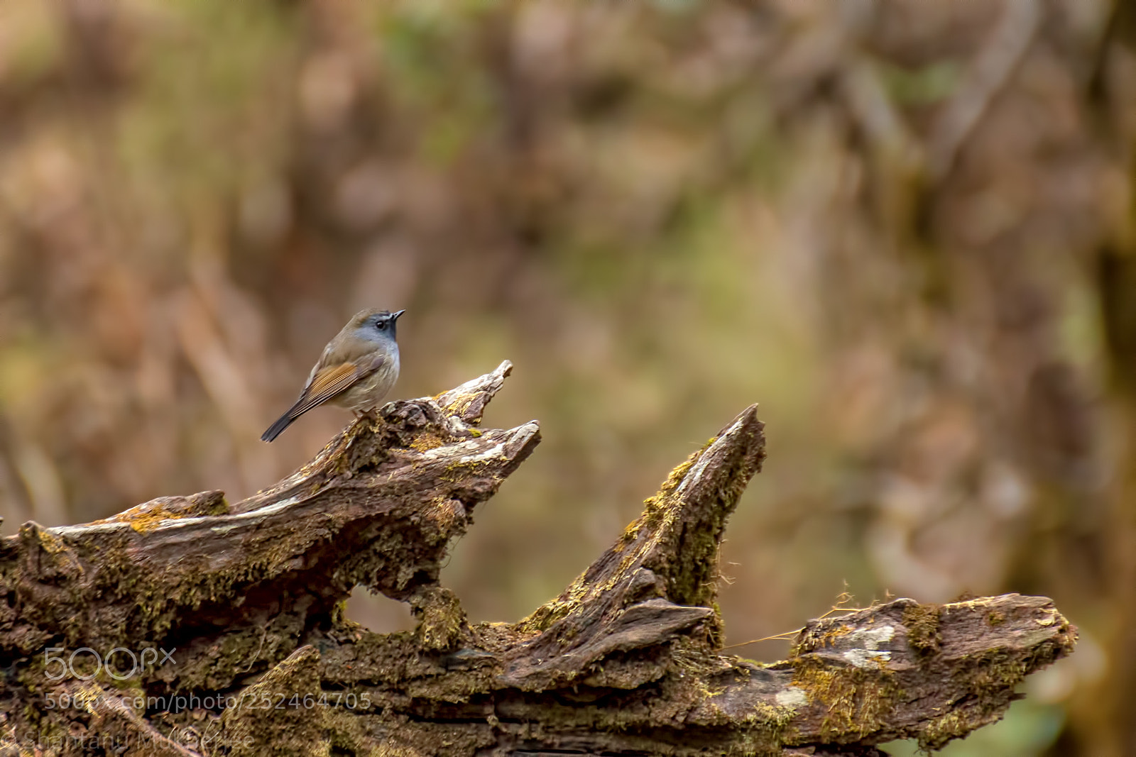 Canon EOS 70D sample photo. Rufous-gorgeted flycatcher photography