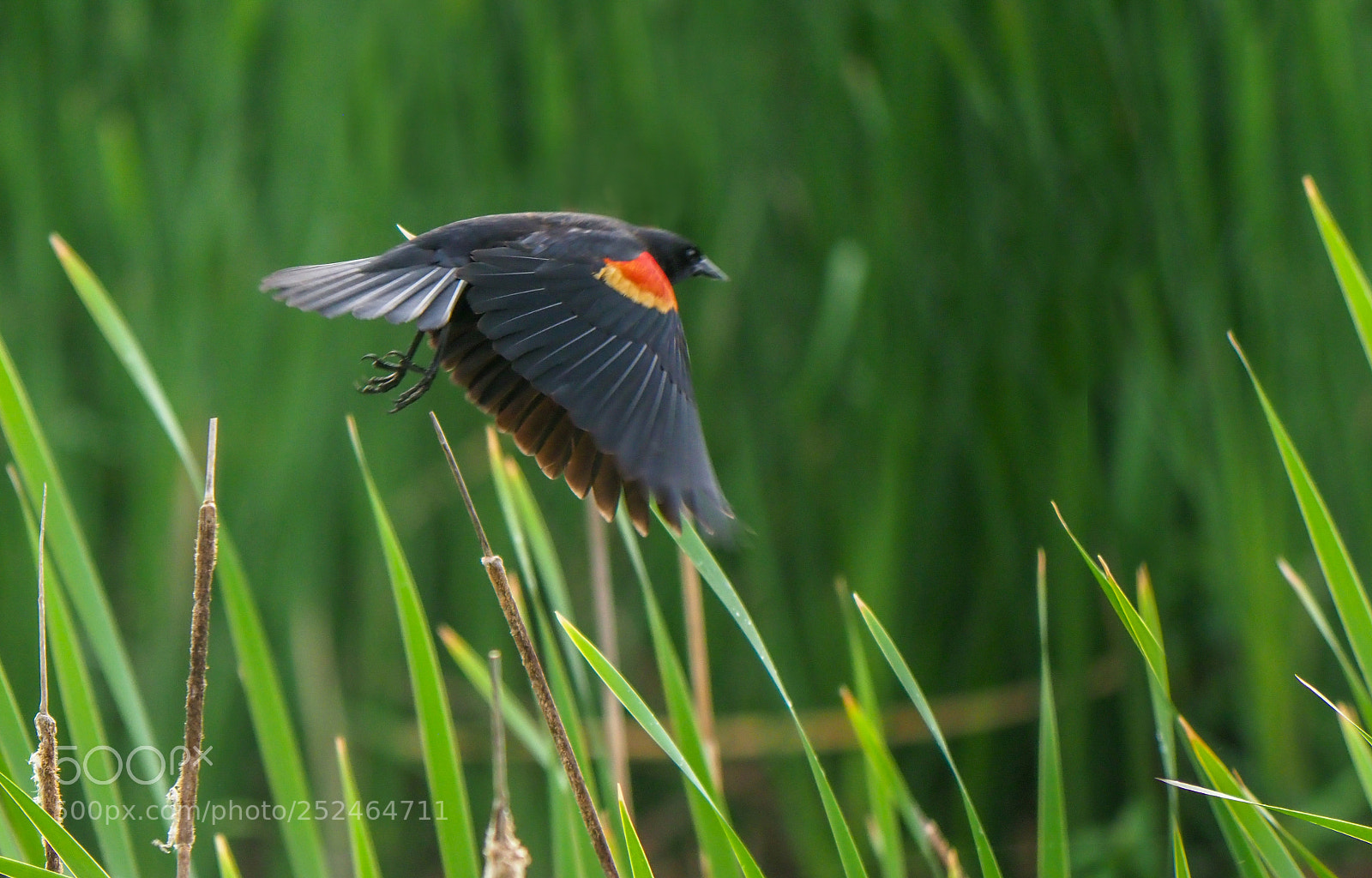 Olympus OM-D E-M1 Mark II sample photo. Red-winged blackbird in flight photography