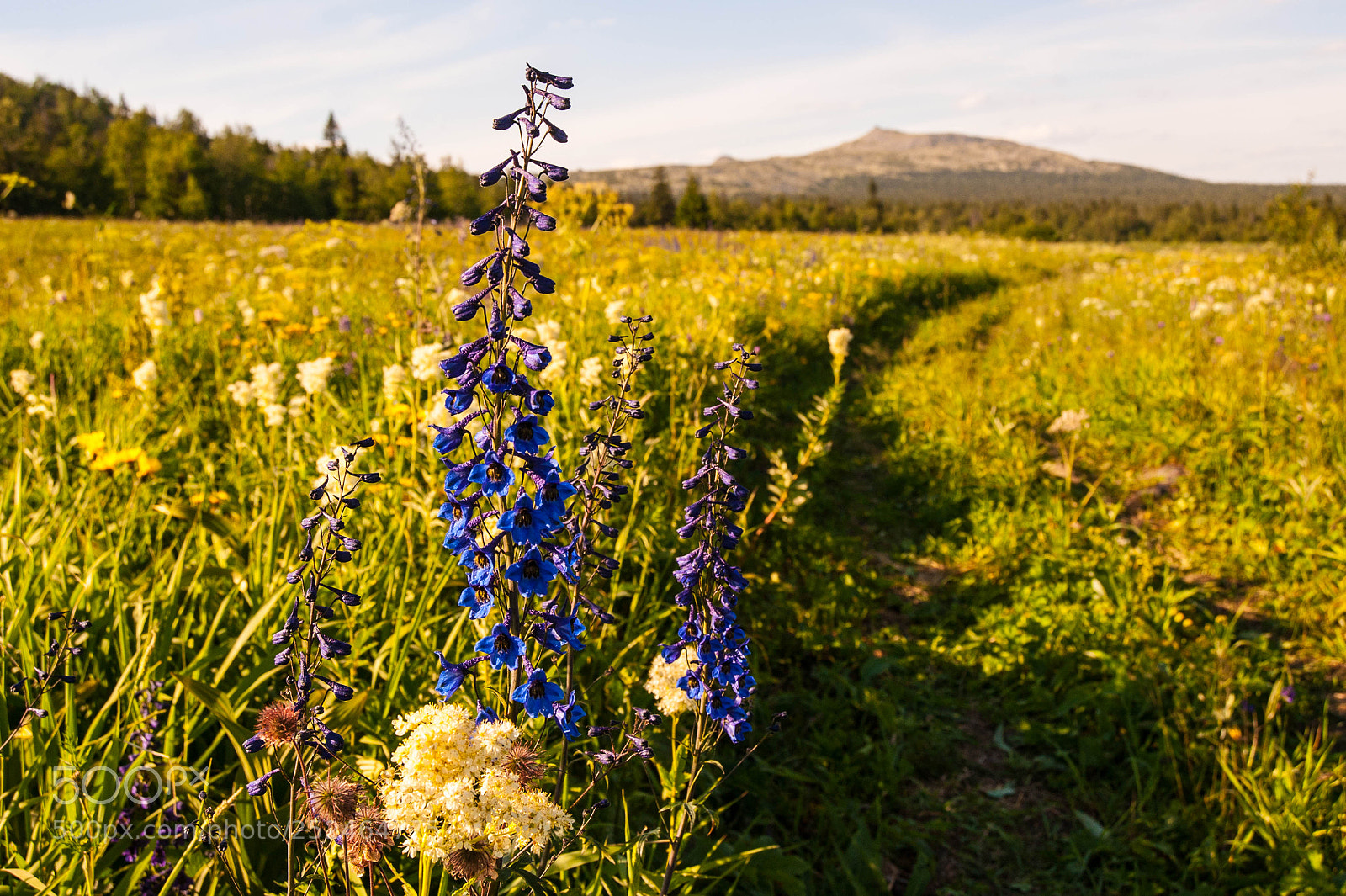Nikon D700 sample photo. Ядовитый аконит photography