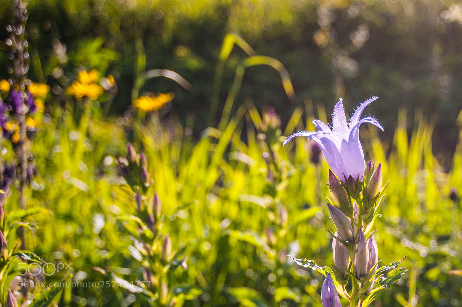 Nikon D700 sample photo. Колькольчик photography