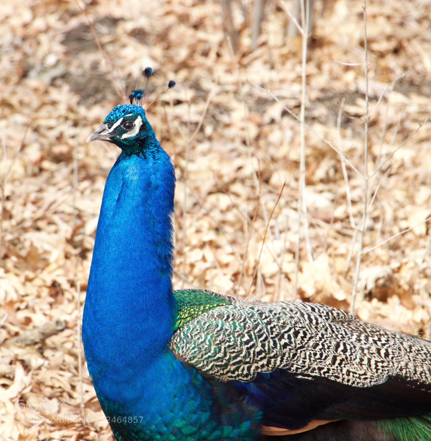 Canon EOS 600D (Rebel EOS T3i / EOS Kiss X5) sample photo. Blue and proud. photography