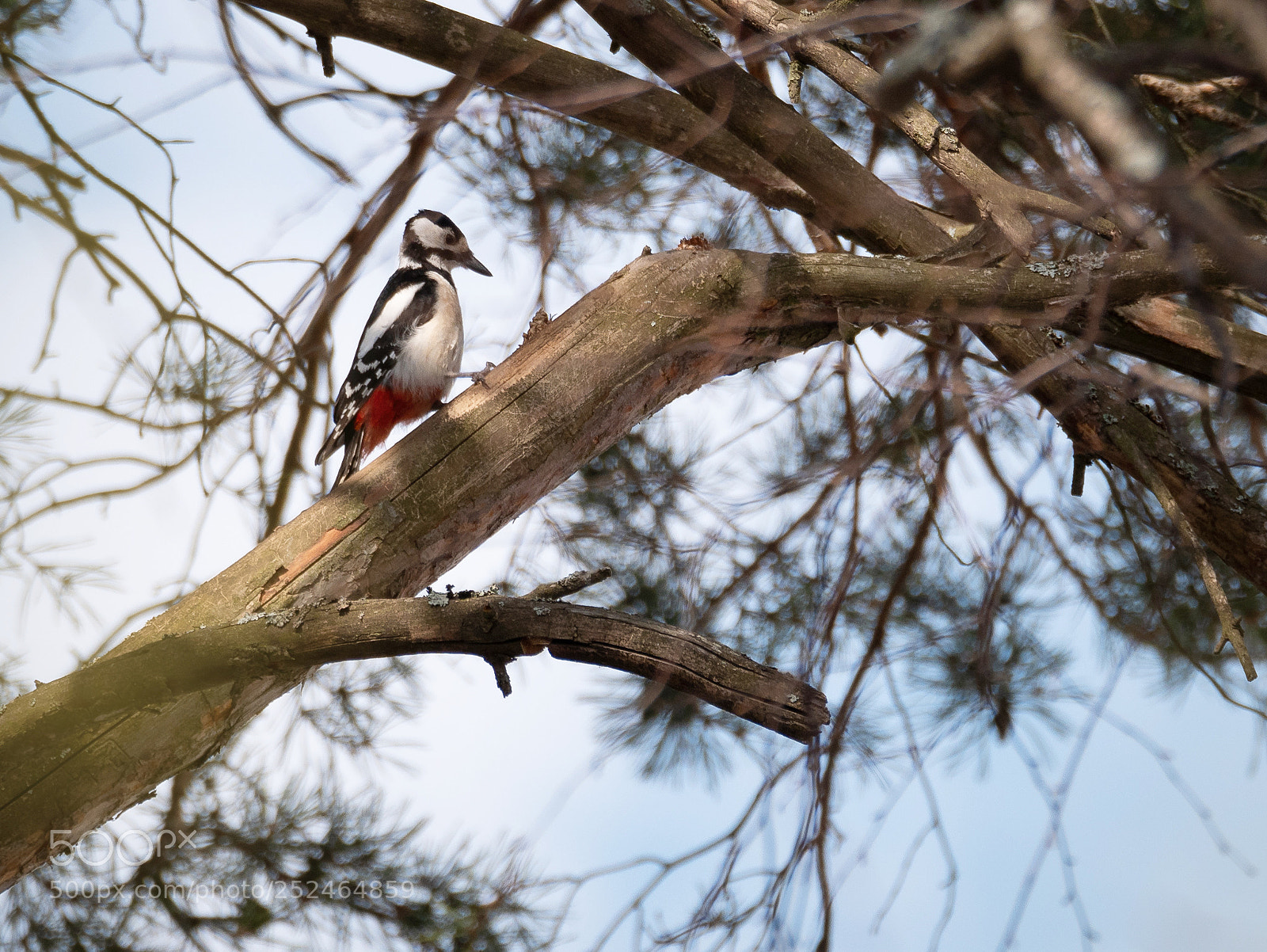 Panasonic Lumix DMC-GX85 (Lumix DMC-GX80 / Lumix DMC-GX7 Mark II) sample photo. Woodpecker photography