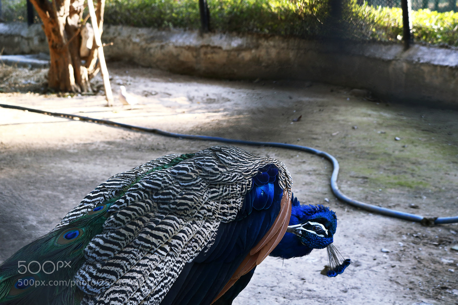 Canon EOS 750D (EOS Rebel T6i / EOS Kiss X8i) sample photo. Peacock photography