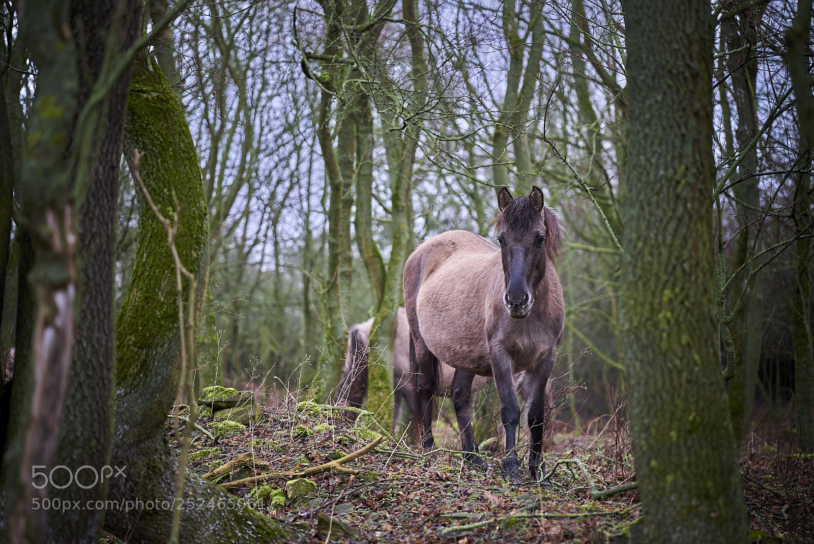 Sony a7S II sample photo. In the woods photography