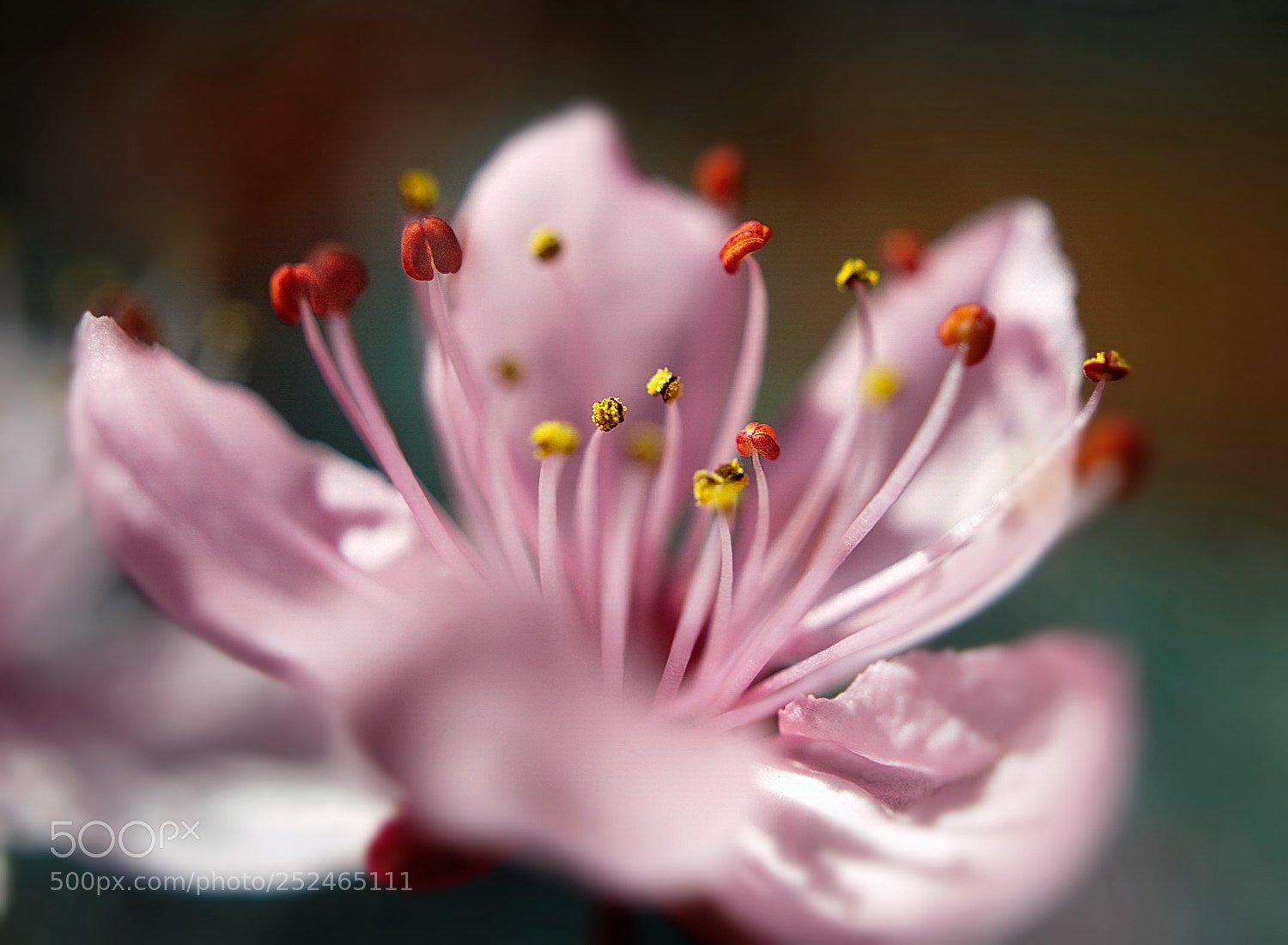 Sony a6000 sample photo. Spring 2018 photography