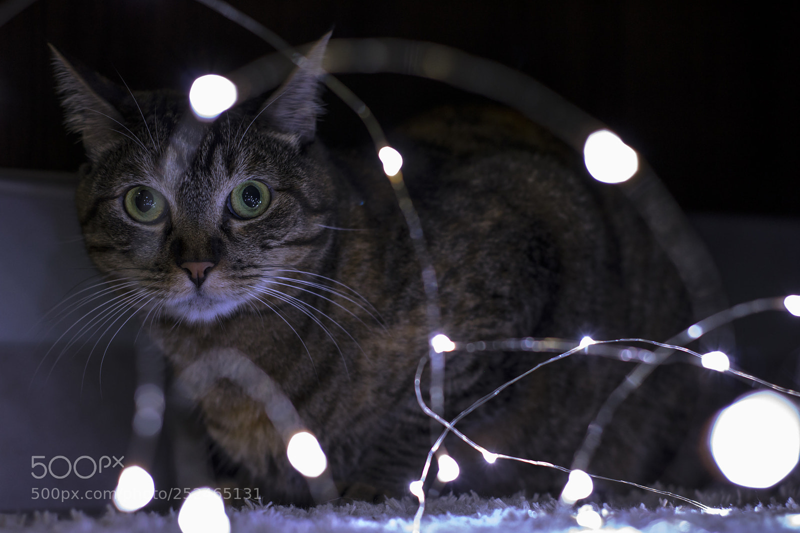 Canon EOS 750D (EOS Rebel T6i / EOS Kiss X8i) sample photo. Mia photography