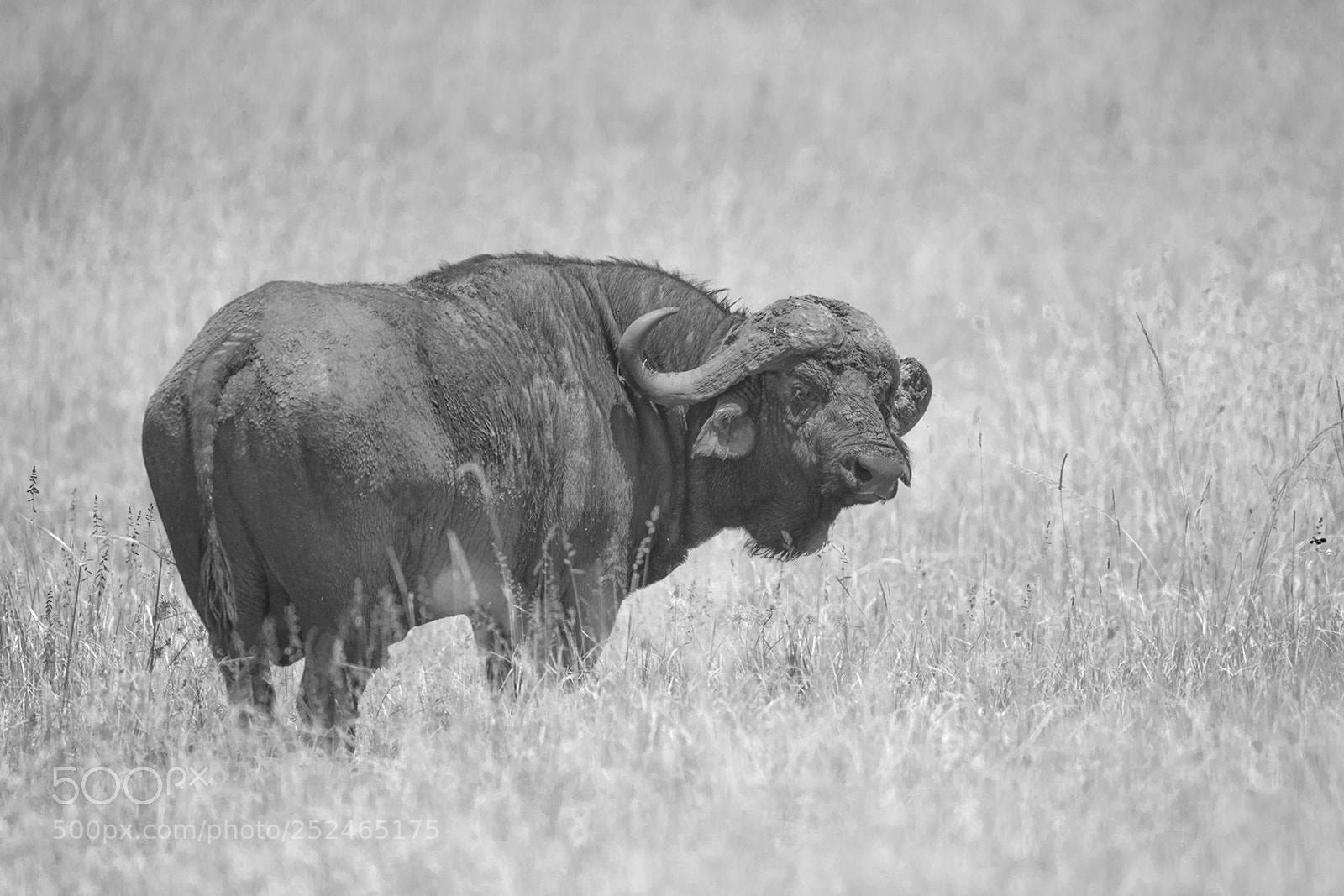 Canon EOS-1D X sample photo. Buffalo photography