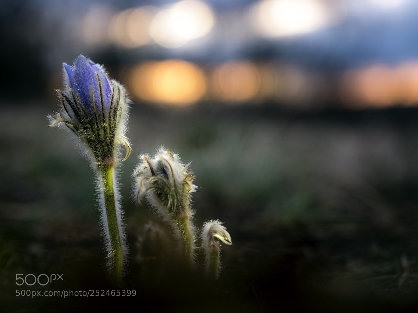 Nikon D5500 sample photo. Spring mood photography