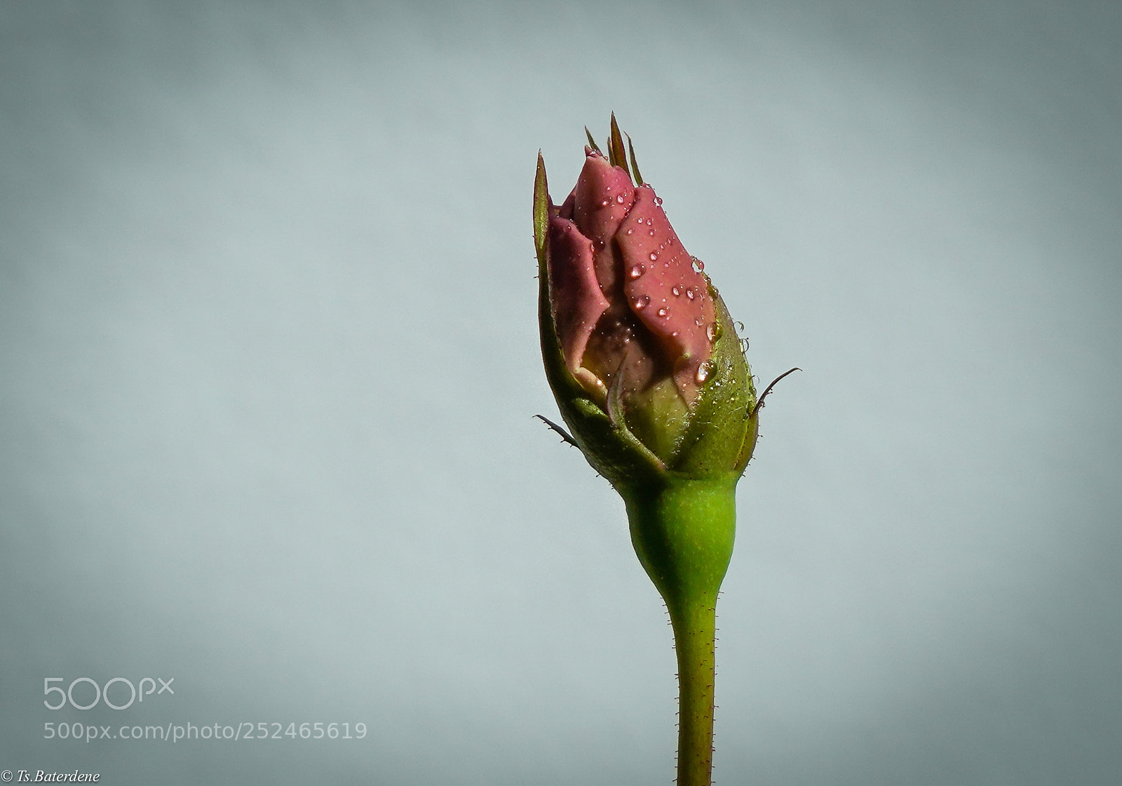 Sony a7R III sample photo. Rose photography