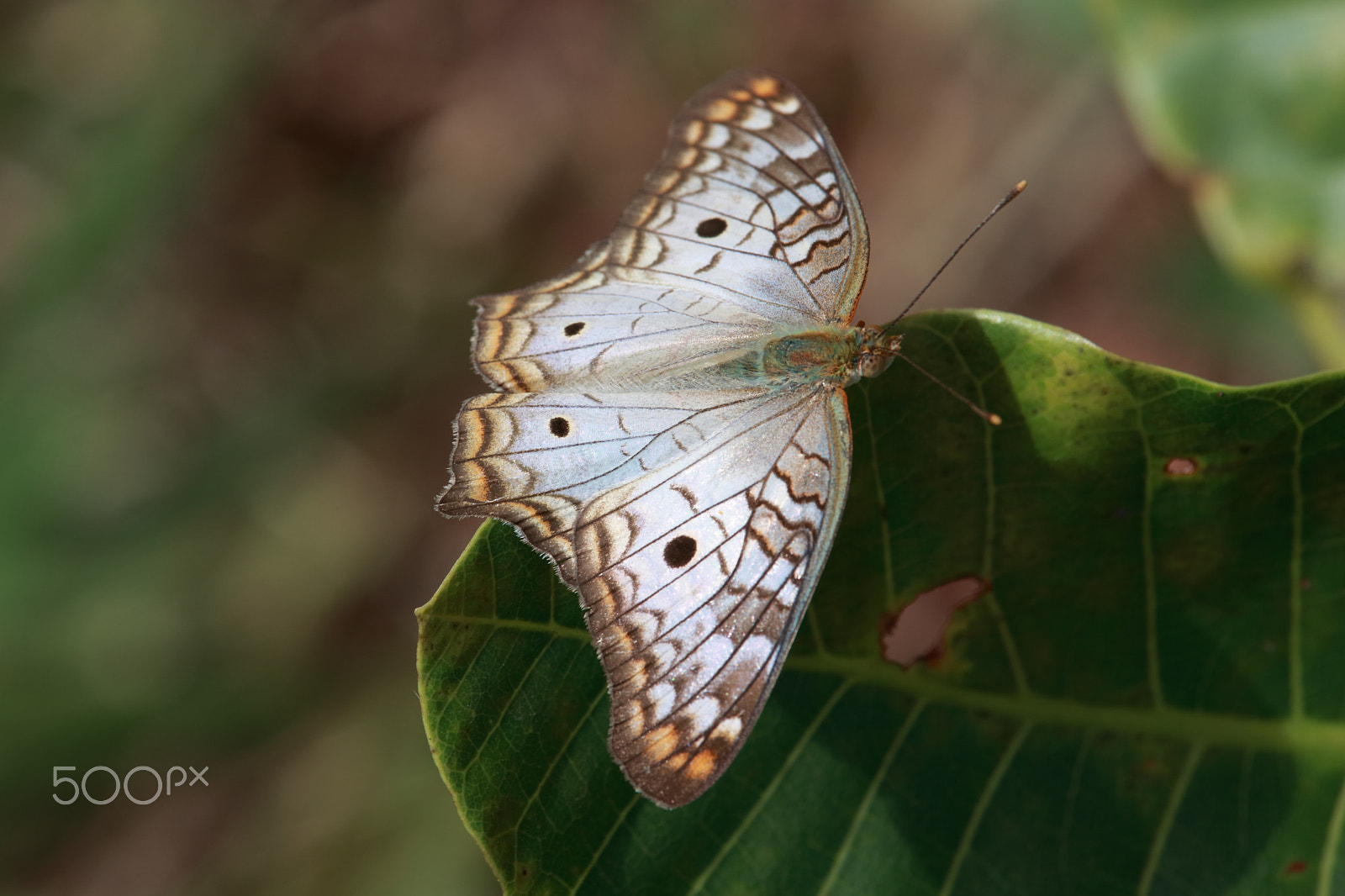 Canon EF-S 55-250mm F4-5.6 IS STM sample photo. White peacock photography