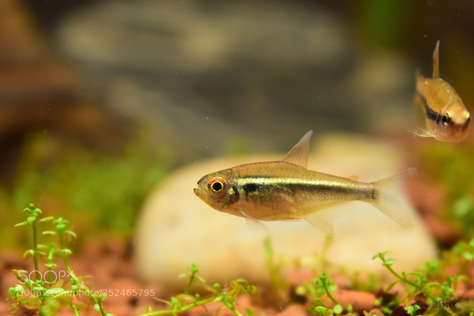 Nikon D3400 sample photo. Black namee red eye photography
