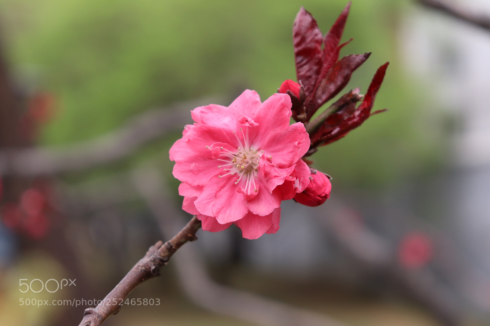 Canon EOS 800D (EOS Rebel T7i / EOS Kiss X9i) sample photo. Untitled photography
