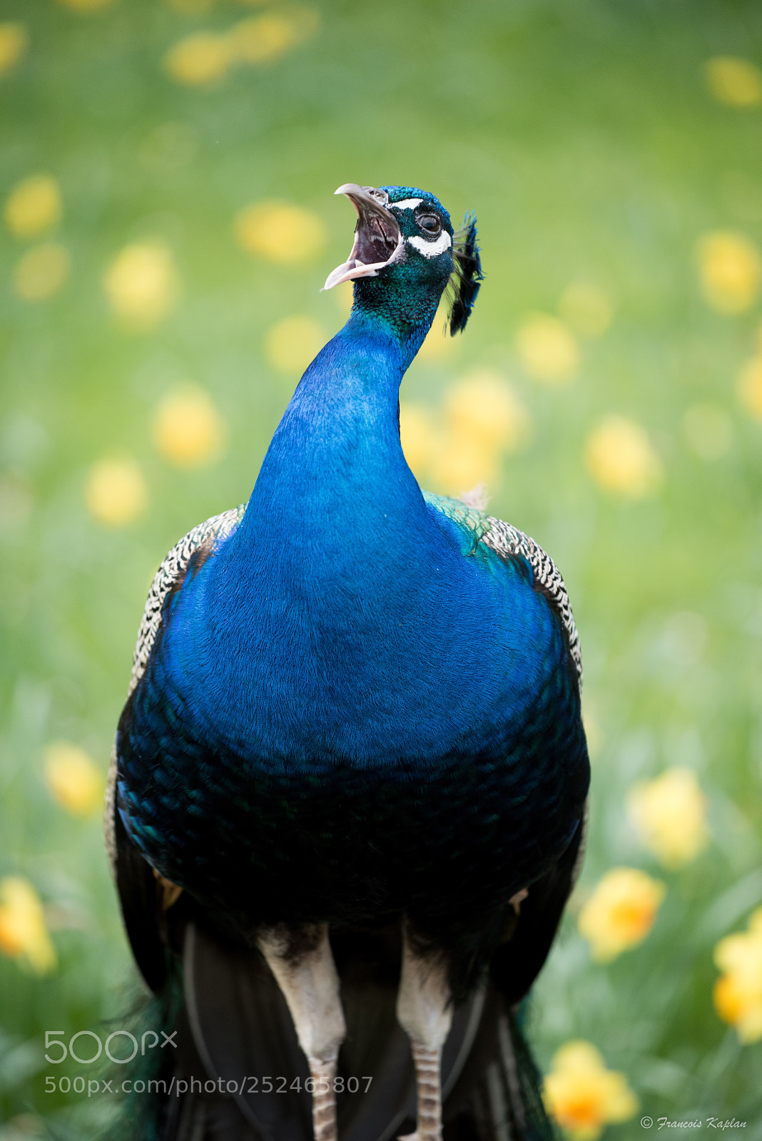 Nikon D810 sample photo. Edit photography