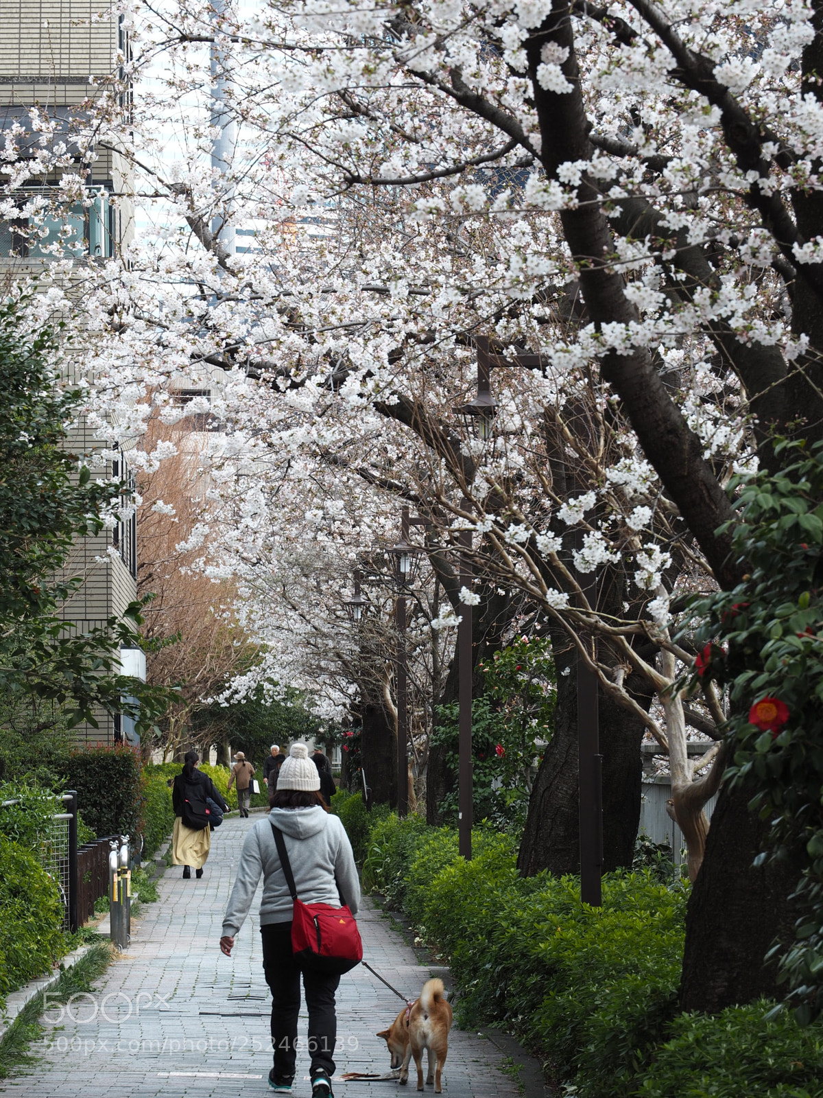 Olympus PEN E-PL7 sample photo. Sakura road photography