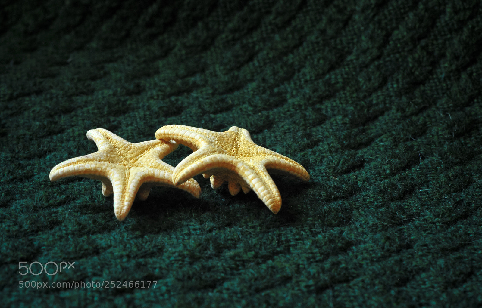 Nikon D300 sample photo. Sea stars photography