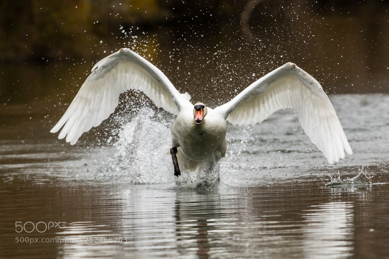 Nikon D7100 sample photo. Swan walking on water photography